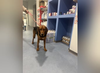 Hund Rüde Tierschutz Bundesweite Vermittlung