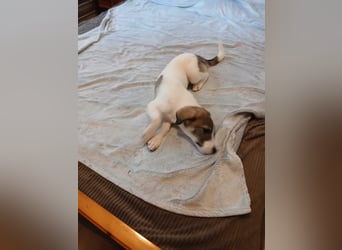 Hund Hündin Welpe Tierschutz Bundesweite Vermittlung