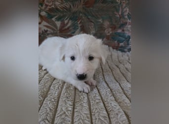 Hund Hündin Welpe Tierschutz Bundesweite Vermittlung