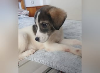 Hund Hündin Welpe Tierschutz Bundesweite Vermittlung