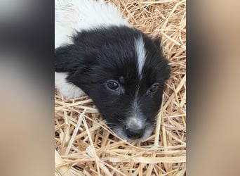 Hund Rüde Welpe Tierschutz Bundesweite Vermittlung