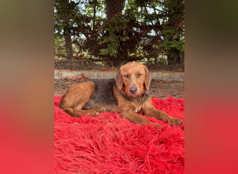 Hund Hündin Kastriert Tierschutz Bundesweite Vermittlung