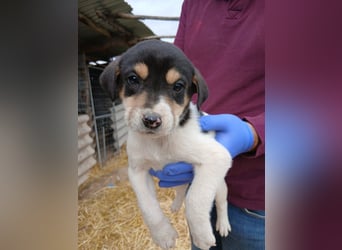 Hund Hündin Welpe Tierschutz Bundesweite Vermittlung