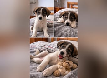 Hund Hündin Welpe Tierschutz Bundesweite Vermittlung