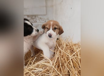 Hund Rüde Tierschutz Welpe Bundesweite Vermittlung