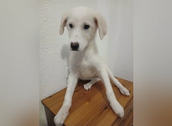 Welpe Hund Hündin Tierschutz Bundesweite Vermittlung