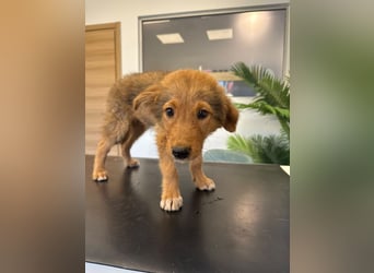 Hund Hündin Welpe Tierschutz Bundesweite Vermittlung