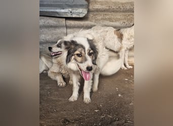 Hund Hündin Tierschutz Bundesweite Vermittlung