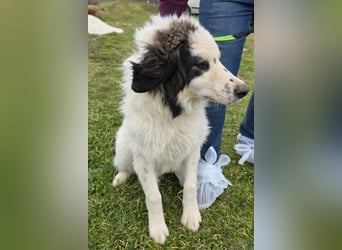 Hund Rüde Tierschutz Bundesweite Vermittlung