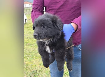 Hund Rüde Tierschutz Welpe Bundesweite Vermittlung