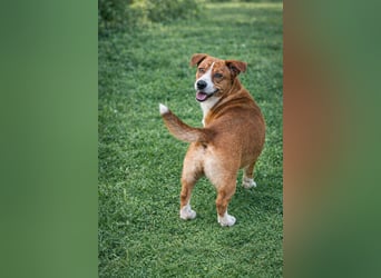 Hund Rüde Tierschutz Bundesweite Vermittlung