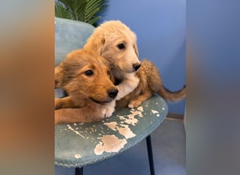Hund Hündin Welpe Tierschutz Bundesweite Vermittlung