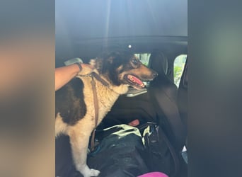 Hund Rüde Tierschutz kastriert Blind Handicap Bundesweite Vermittlung