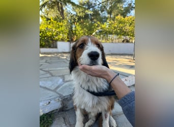Hund Rüde Kastriert Tierschutz Bundesweite Vermittlung