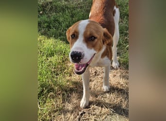 Hund Rüde Tierschutz Bundesweite Vermittlung