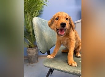 Hund Hündin Welpe Tierschutz Bundesweite Vermittlung
