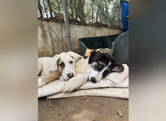 Hund Hündin Welpe Tierschutz Bundesweite Vermittlung