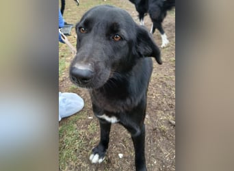Hund Hündin Tierschutz Kastriert Bundesweite Vermittlung