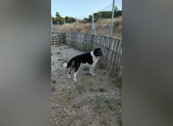 Hund Rüde Tierschutz kastriert Blind Handicap Bundesweite Vermittlung