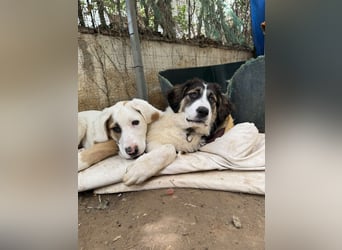 Hund Hündin Welpe Tierschutz Bundesweite Vermittlung