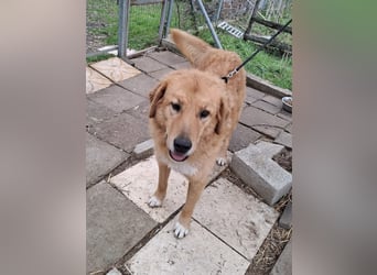 Hund Hündin Tierschutz Bundesweite Vermittlung