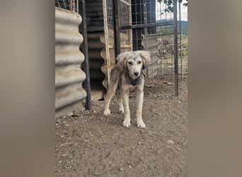 Hund Hündin Welpe Tierschutz Bundesweite Vermittlung