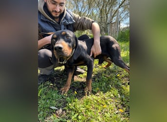 Hund Rüde Tierschutz Bundesweite Vermittlung
