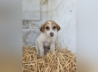 Hund Hündin Welpe Tierschutz Bundesweite Vermittlung