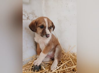 Hund Hündin Welpe Tierschutz Bundesweite Vermittlung