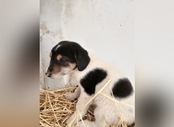 Hund Rüde Welpe Tierschutz Bundesweite Vermittlung