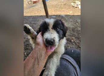 Hund Welpe Rüde Sam Tierschutz