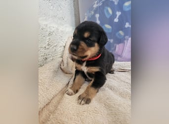 Hund Hündin Welpe Tierschutz Bundesweite Vermittlung