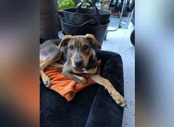 Hund Rüde Welpe Tierschutz Bundesweite Vermittlung