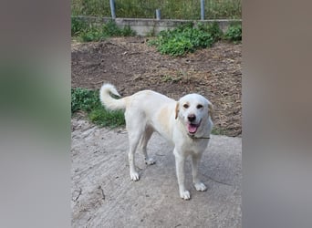 Hund Hündin Kastriert Tierschutz Bundesweite Vermittlung