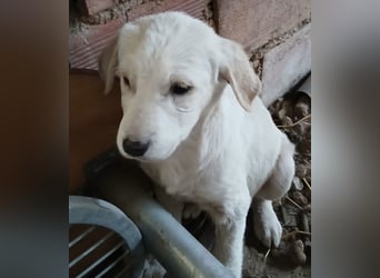 Hund Hündin Welpe Yaila Tierschutz Bundesweite Vermittlung