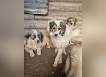 Hund Hündin Tierschutz Bundesweite Vermittlung