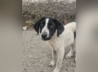 Hund Hündin Welpe Tierschutz Bundesweite Vermittlung