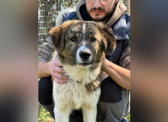 Hund Rüde Tierschutz Bundesweite Vermittlung