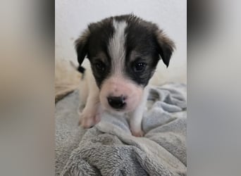 Hund Hündin Welpe Tierschutz Bundesweite Vermittlung