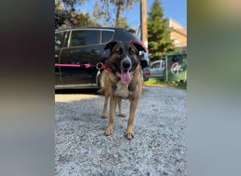 Hund Hündin Tierschutz Kastriert Bundesweite Vermittlung