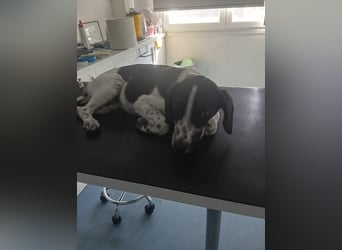 Hund Hündin Welpe Tierschutz Bundesweite Vermittlung