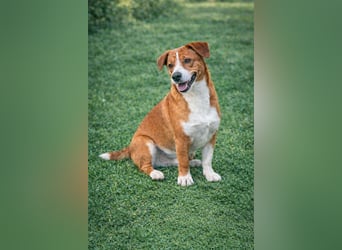 Hund Rüde Tierschutz Bundesweite Vermittlung