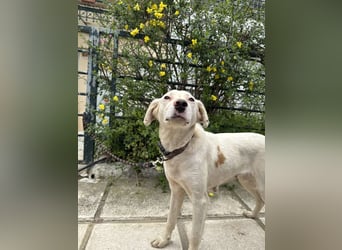 Hund Hündin Tierschutz kastriert Bundesweite Vermittlung