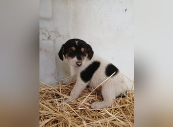 Hund Rüde Welpe Tierschutz Bundesweite Vermittlung