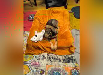 Hund Rüde Welpe Tierschutz Bundesweite Vermittlung