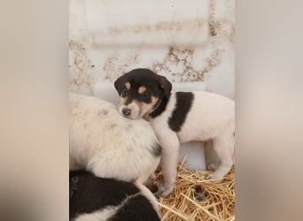 Hund Hündin Welpe Tierschutz Bundesweite Vermittlung
