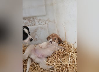Hund Rüde Tierschutz Welpe Tierschutz Bundesweite Vermittlung