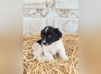 Hund Rüde Welpe Tierschutz Bundesweite Vermittlung