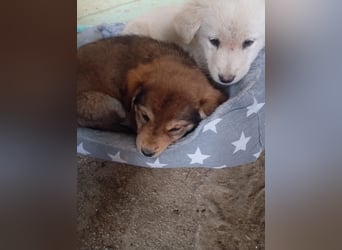 Hund Rüde Tierschutz Welpe Bundesweite Vermittlung