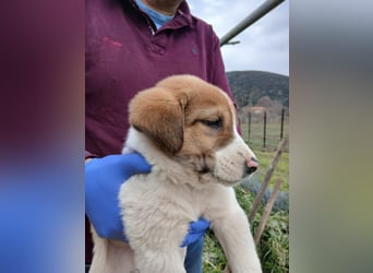 Hund Rüde Tierschutz Welpe Bundesweite Vermittlung